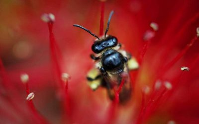 Native bees – small, solitary and under threat