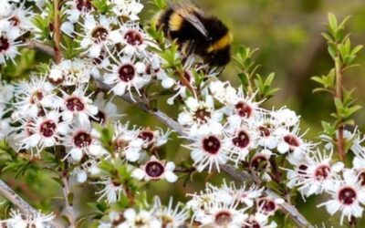 Bee Friendly Native PLant Ideas